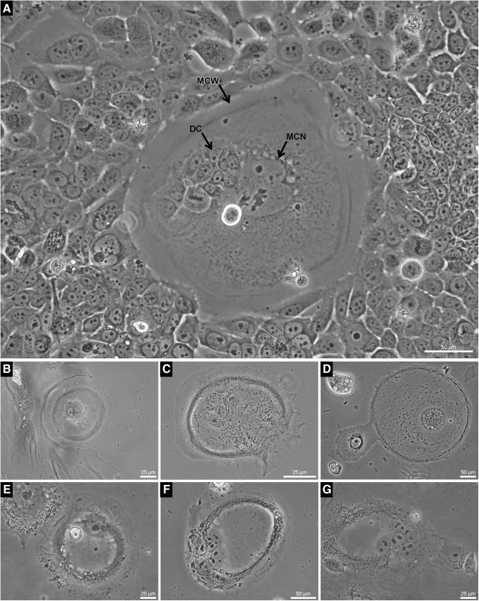 FIG. 4.