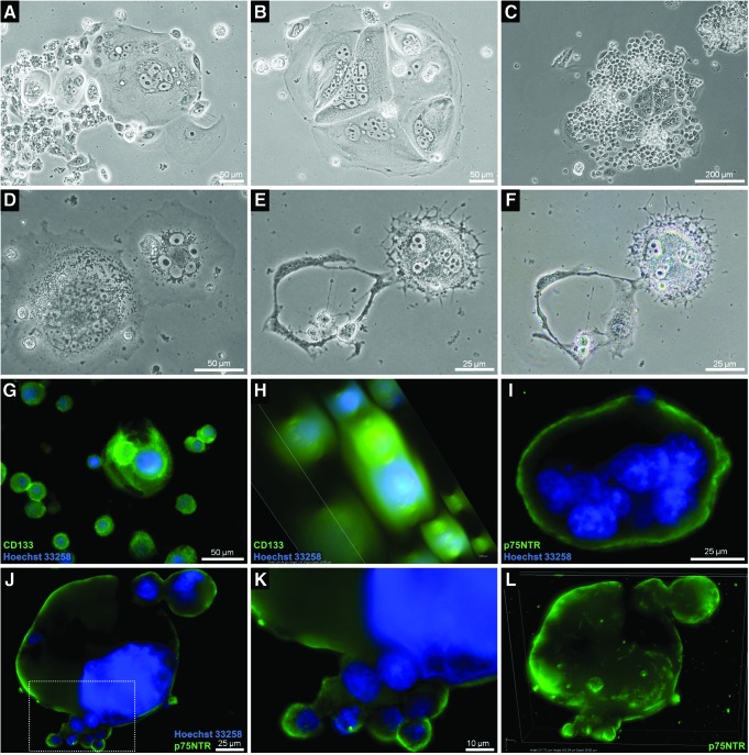 FIG. 7.