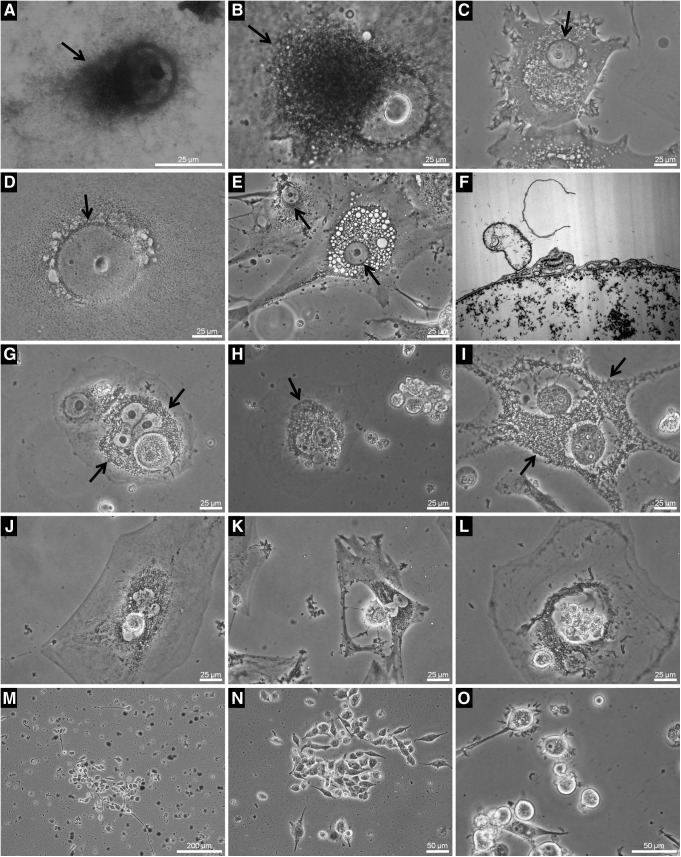 FIG. 8.