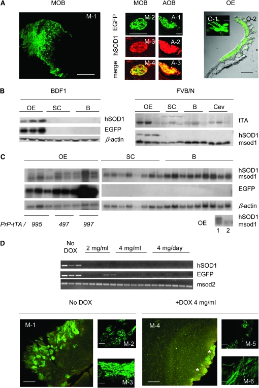 Figure 2.—