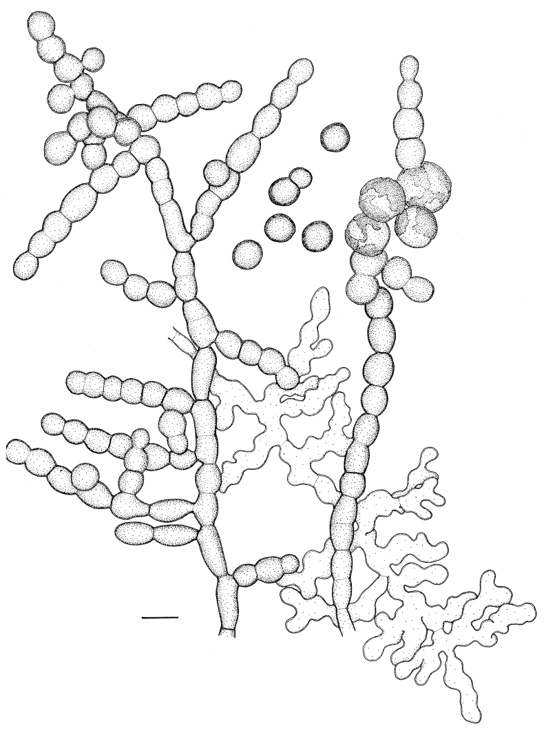 Fig. 5.