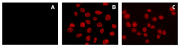Figure 11.