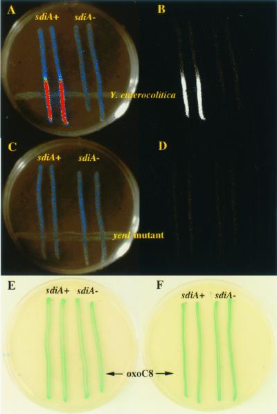 FIG. 5