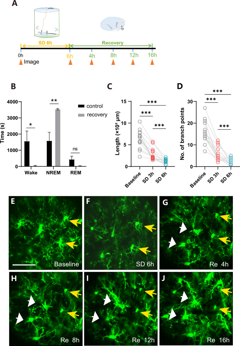 Figure 3—figure supplement 1.