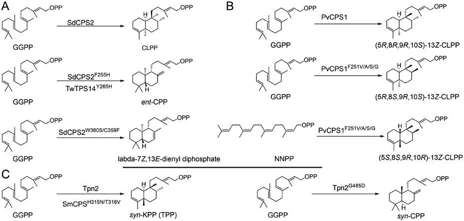 Fig. 24
