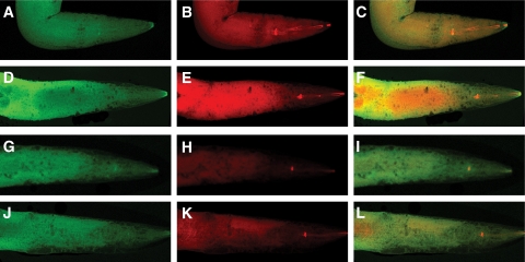 FIG. 4.