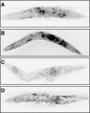 FIG. 5.