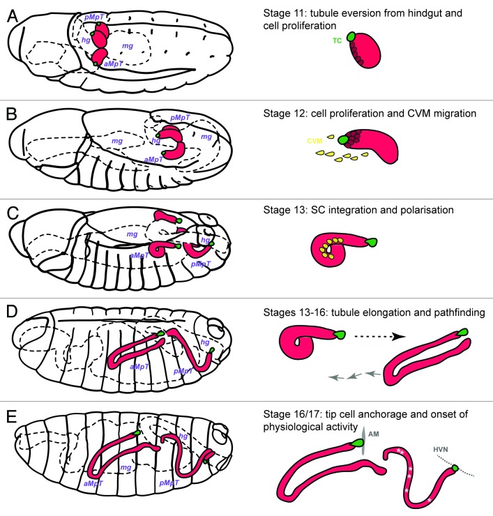 graphic file with name org-9-40-g2.jpg