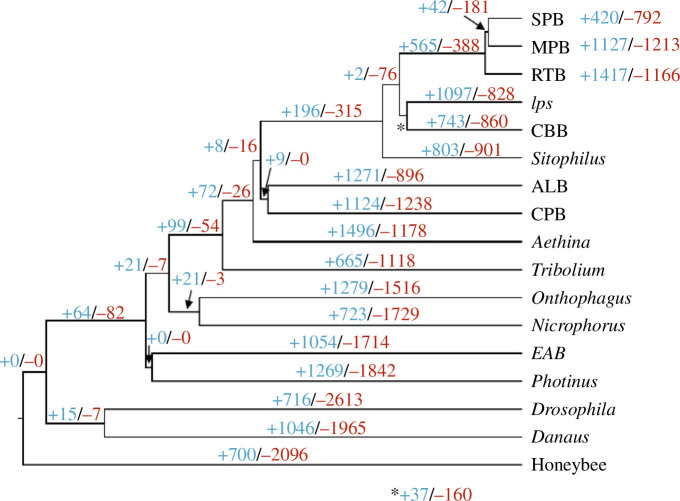 Gene family (orthogroups) changes along the phylogeny of fourteen beetles and three outgroup insects inferred using CAFE.