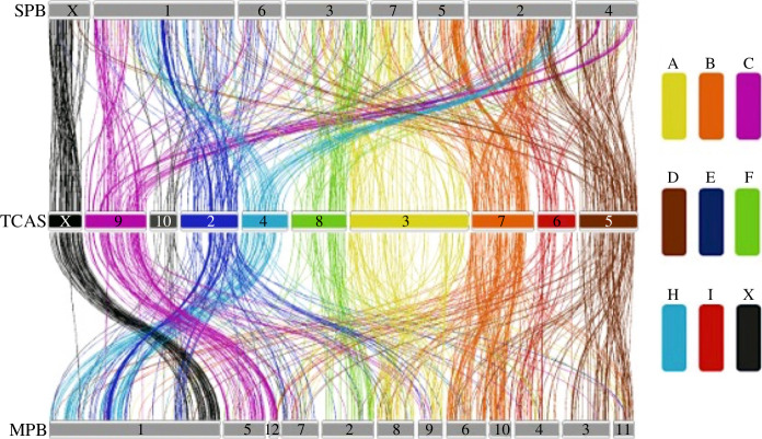 Synteny plot displaying conservation of Stevens elements.