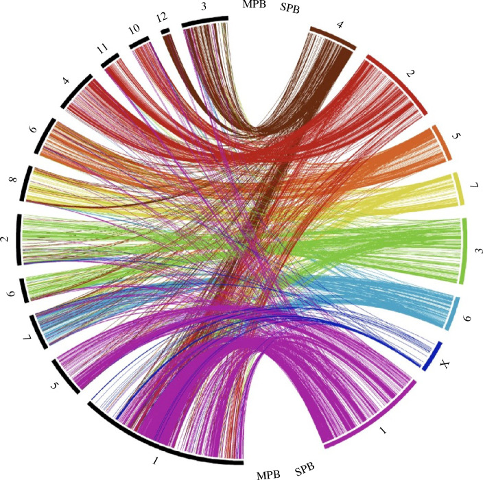 Synteny correspondence between Dendroctonus frontalis and Dendroctonus ponderosae chromosomes.