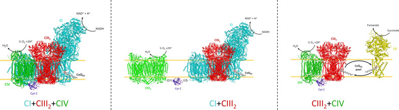 Box 2 Superassembly of respiratory complexes