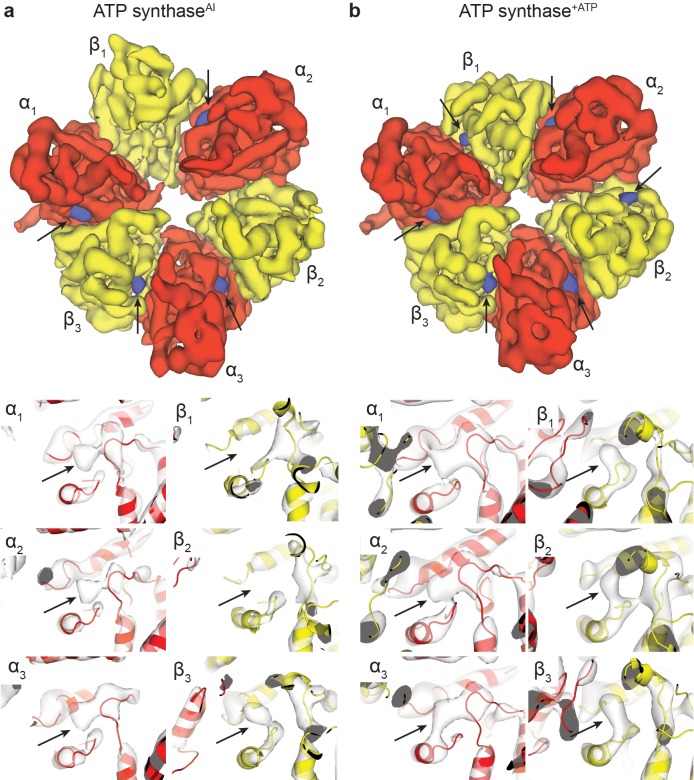 Figure 1—figure supplement 7.