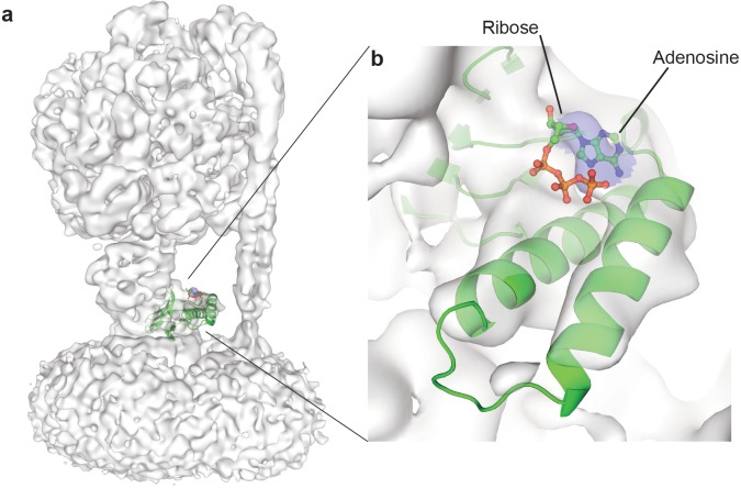 Figure 1—figure supplement 11.