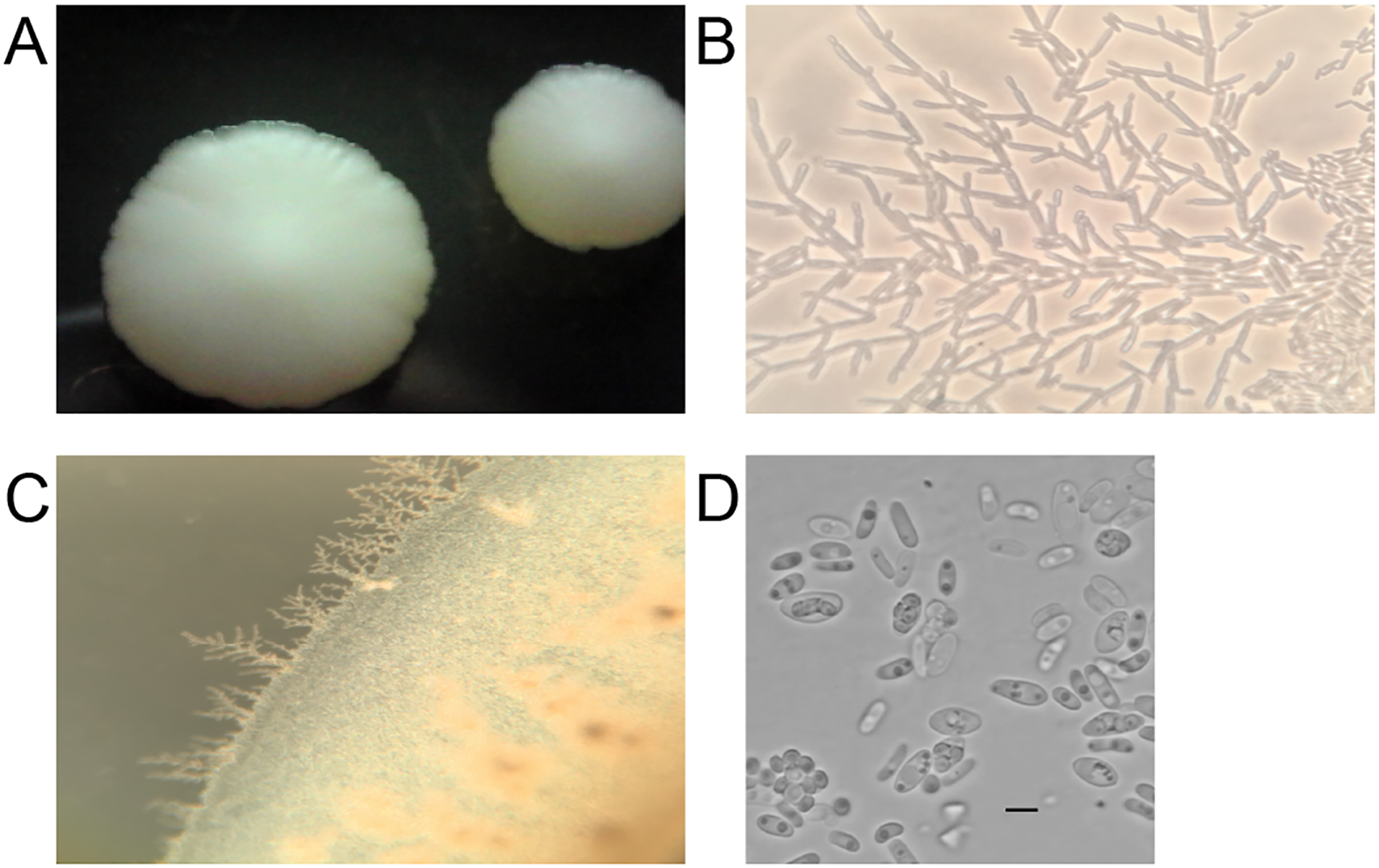 Figure 3: