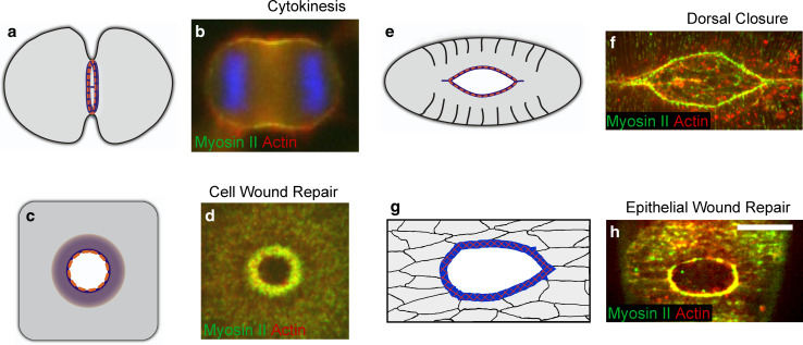 Fig. 9