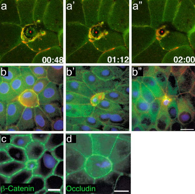 Fig. 4