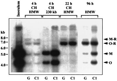 FIG. 2.