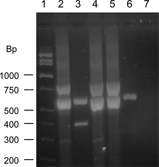 FIG 1