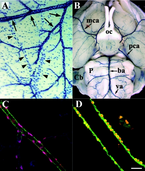 FIG. 6.