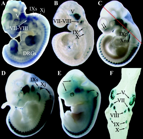 FIG. 2.