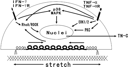 Fig. 8