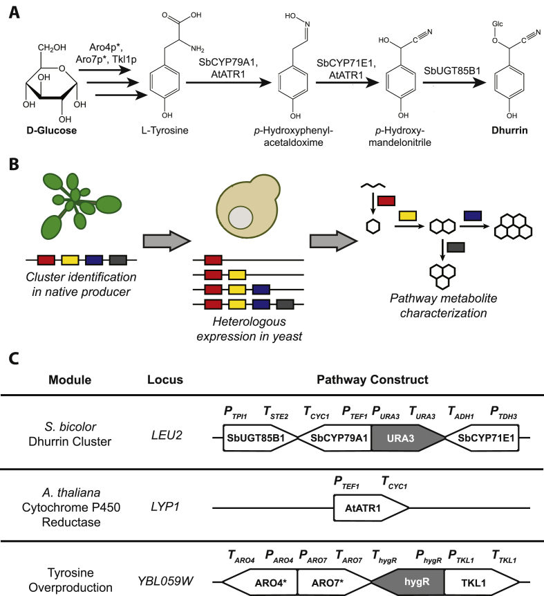 Fig. 1