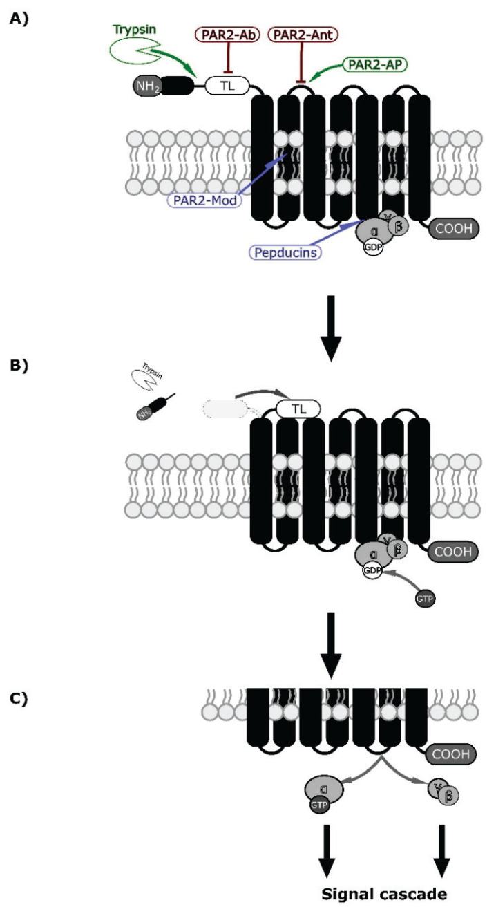 Fig. 2