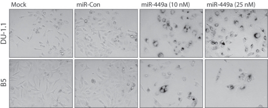 Figure 4: