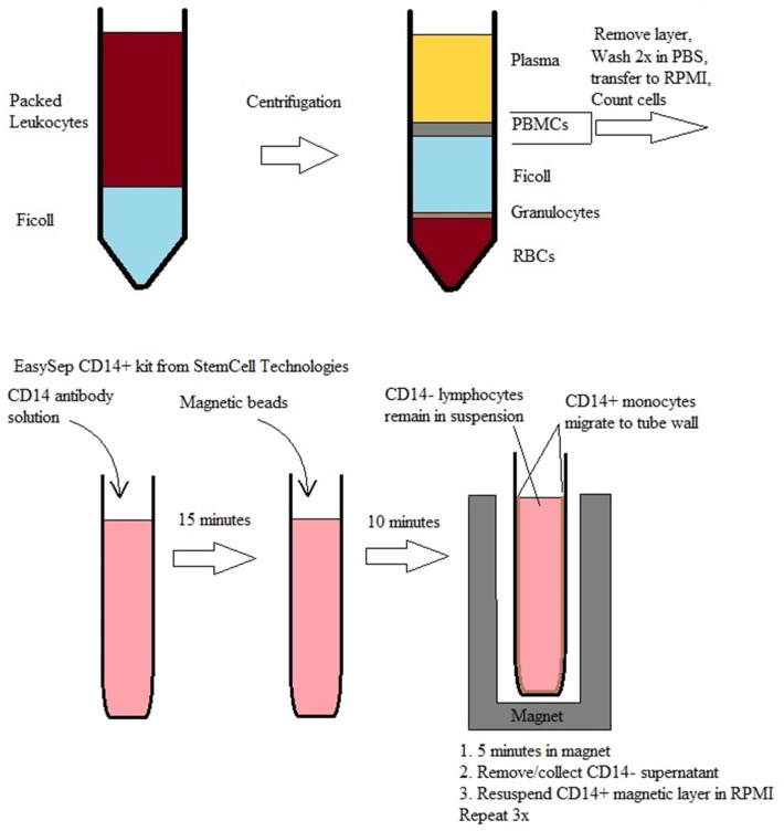 Figure 5—figure supplement 2.