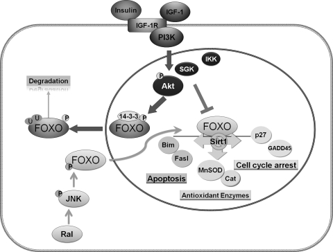 FIG. 6.