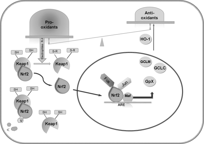 FIG. 7.