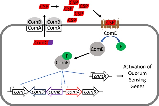 FIG 1