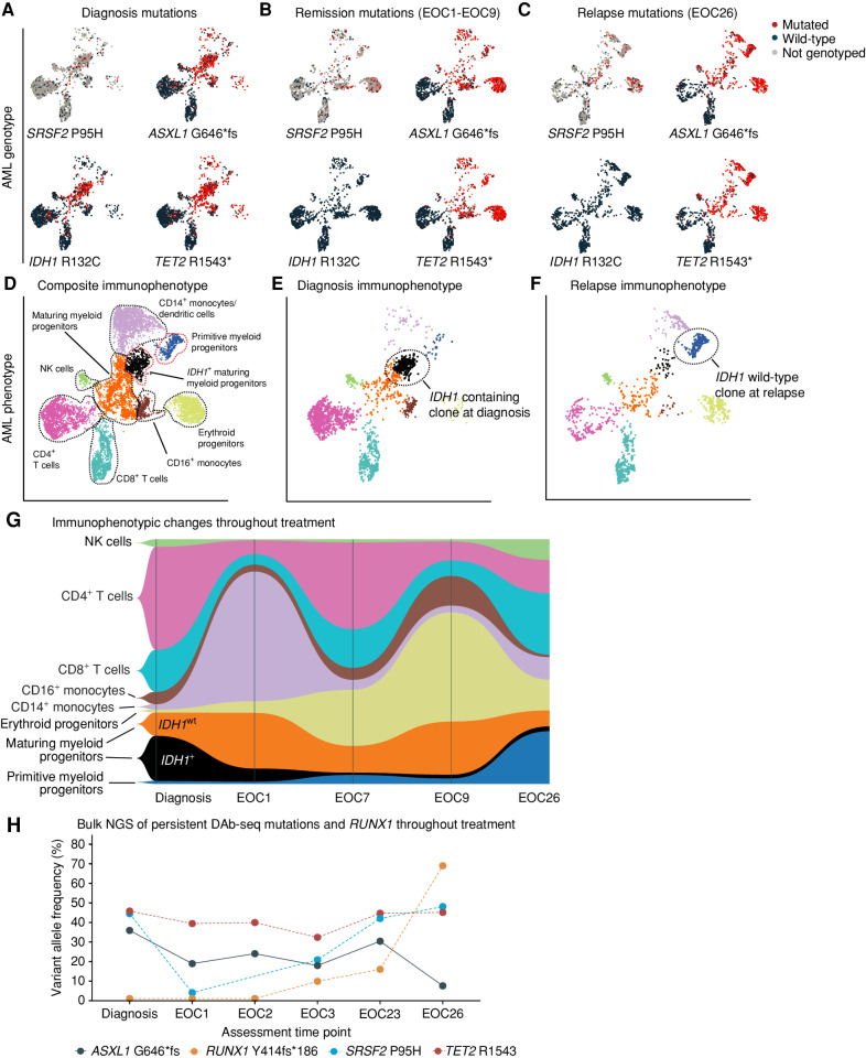 Figure 4. scDNA + surface protein (DAb-seq) analysis of a patient with ND-AML (accession #20) treated with IVO + VEN + AZA with subsequent deescalation to IVO maintenance therapy revealed dynamic clonal changes secondary to selective pressure of targeted therapy. A–C, Single-cell analysis at diagnosis, in remission [sampled at end of cycle (EOC) 1, 3, 7, and 9] and after relapse (sampled at EOC 26) identified elimination of IDH1-mutated clones following IVO + VEN + AZA treatment, with persistent mutations in background preleukemic genes. D–F, Analysis of the surface proteome revealed a phenotypic shift occurring between diagnosis and relapse (EOC26), with a more primitive immunophenotype identified at relapse following IVO maintenance. G, Paired genotype–phenotype analysis demonstrated the expanding primitive myeloid progenitor clone contributing to relapse did not contain mutated IDH1. H, Bulk next-generation myeloid panel sequencing in this patient identified outgrowth of a RUNX1 mutation at relapse, poorly covered in the scDNA-seq analysis. NK, natural killer.