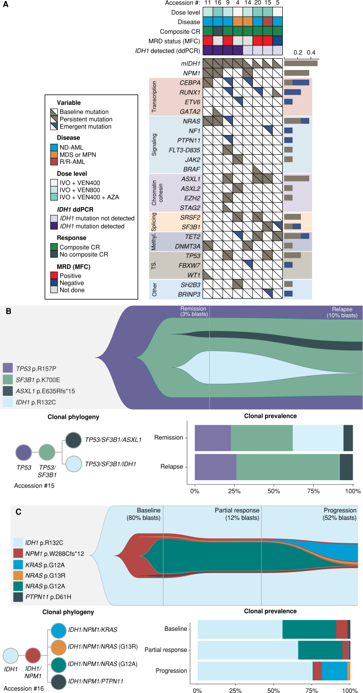 Figure 3. Bulk NGS and single-cell correlates of relapse in patients treated with IVO + VEN ± AZA. A, Bulk next-generation myeloid gene panel sequencing at the time of diagnosis and at relapse in responding patients treated with IVO + VEN or IVO + VEN + AZA who ultimately relapsed following treatment. B, scDNA-seq in a patient with R/R-AML (Accession #15) at the time of remission and relapse identified expanding leukemic clones contributing to relapse. C, scDNA-seq in a patient with ND-AML (Accession #16) demonstrating differing clonal architecture with respect to signaling mutations and variants throughout treatment. Methyl., methylation; T.S., tumor suppressor.