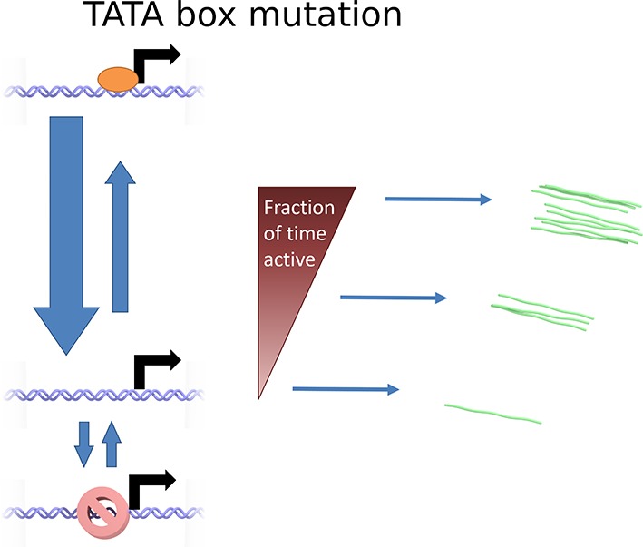 Figure 6—figure supplement 2.