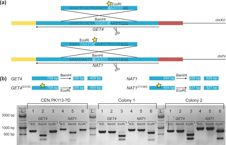 Figure 5.