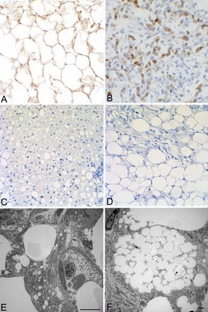 Fig. 9.