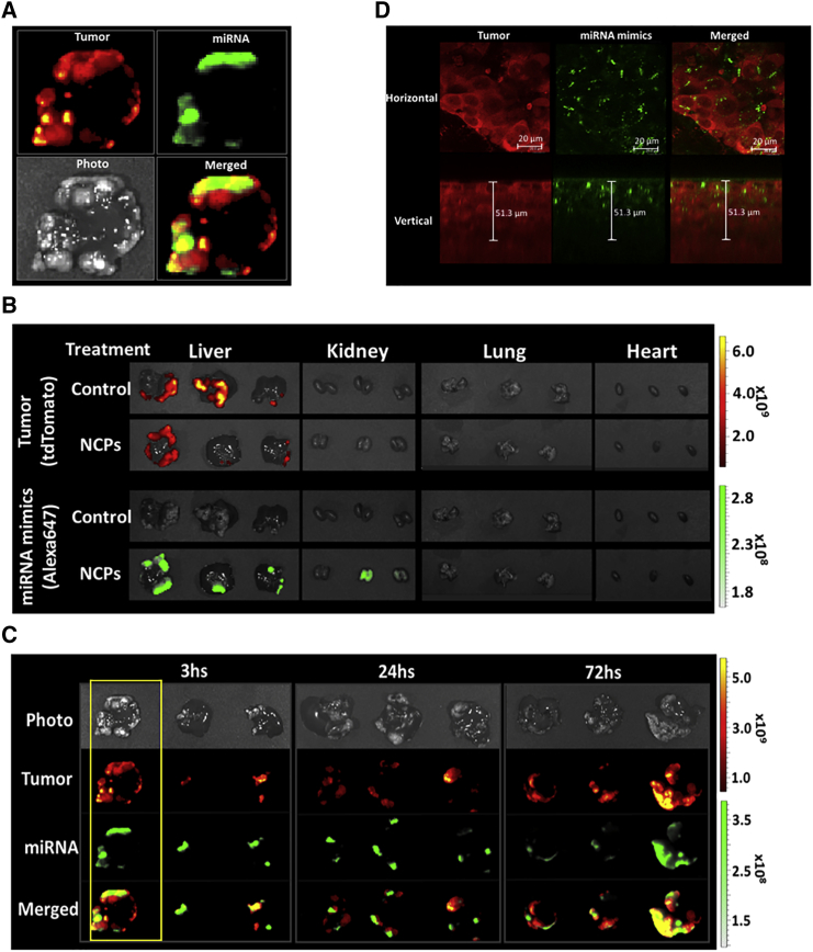 Figure 2