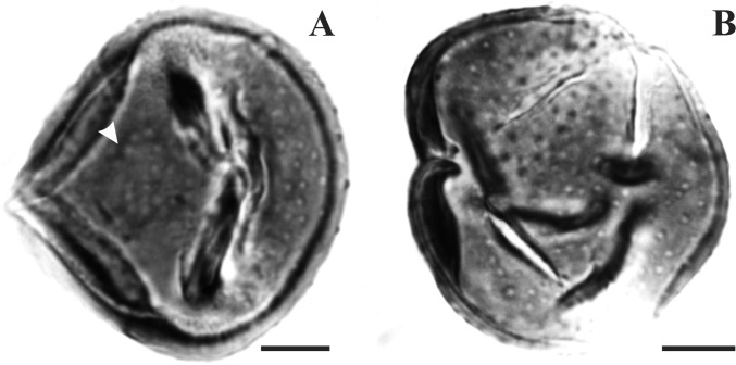 Fig. S4.