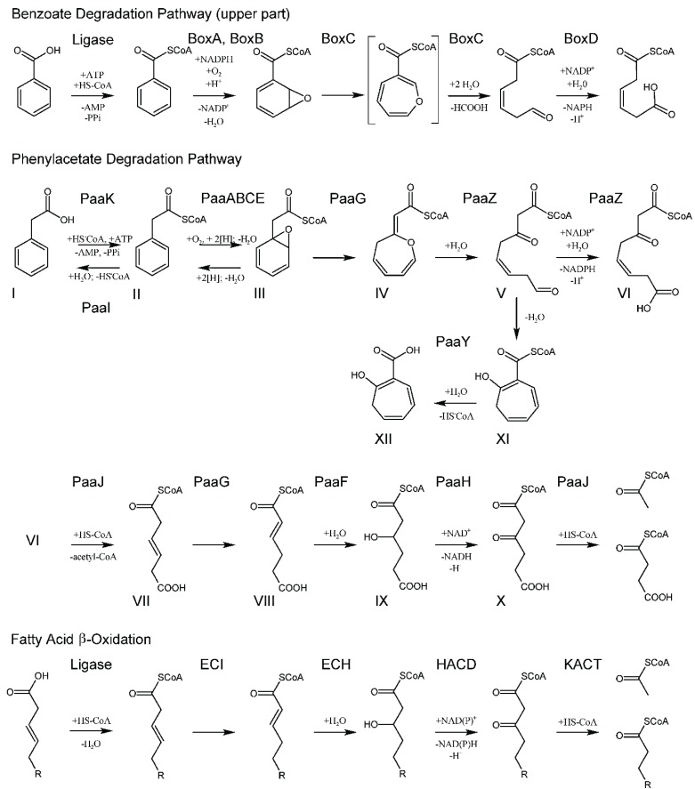 Schema 1