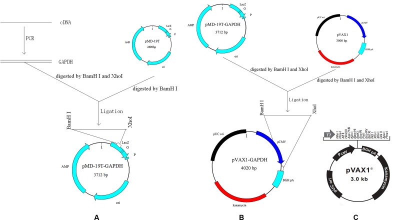 FIGURE 1