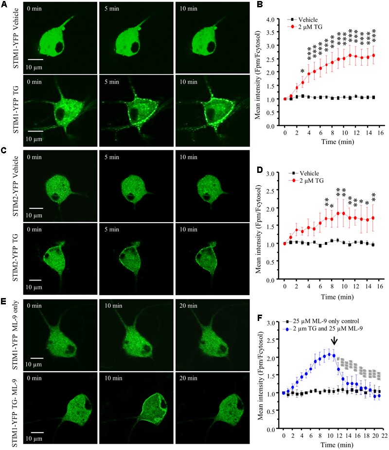 FIGURE 3