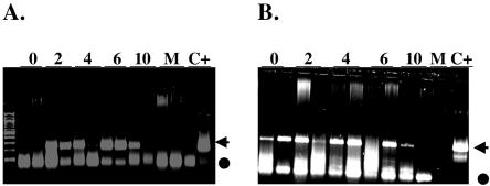 FIG. 2.