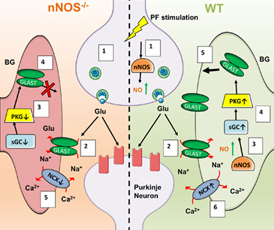 graphic file with name GLIA-70-858-g001.jpg