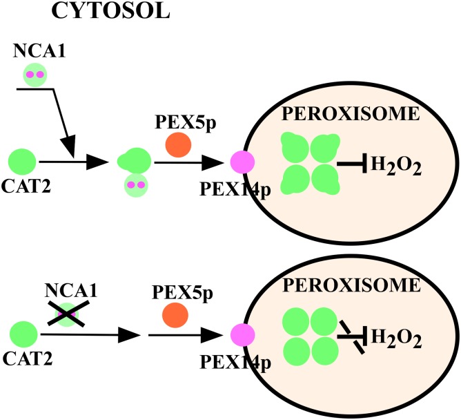 Figure 9.