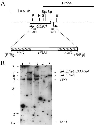 FIG. 1