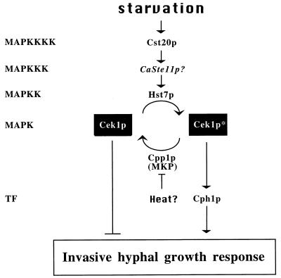 FIG. 7