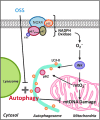 <b>FIG. 9.</b>