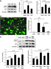 <b>FIG. 2.</b>